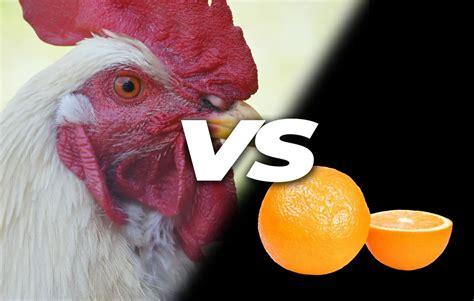 Can chickens eat oranges?