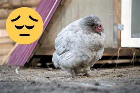 Can chickens feel sadness?