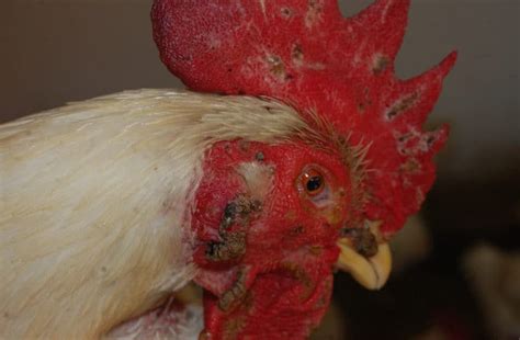 Can chickens get fowl pox more than once after?