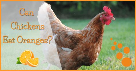 Can chickens have oranges?