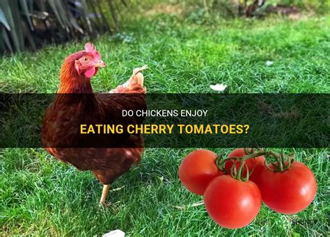 Can chickens have tomatoes?