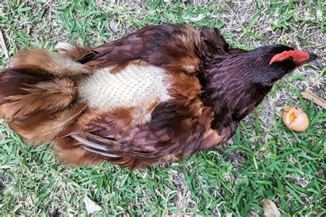 Can chickens molt twice?