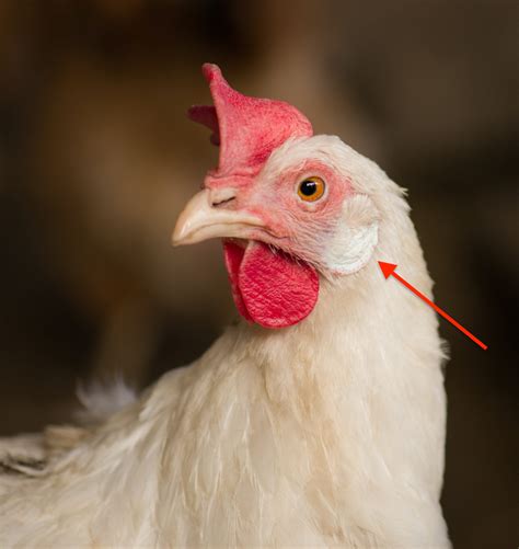 Can chickens recognize your face?