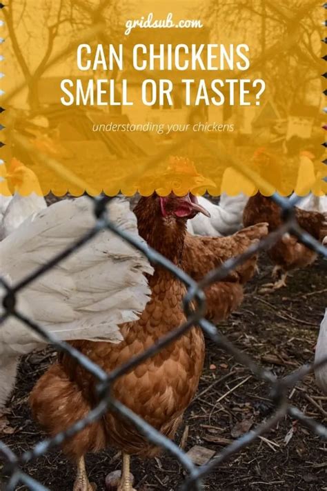 Can chickens smell danger?