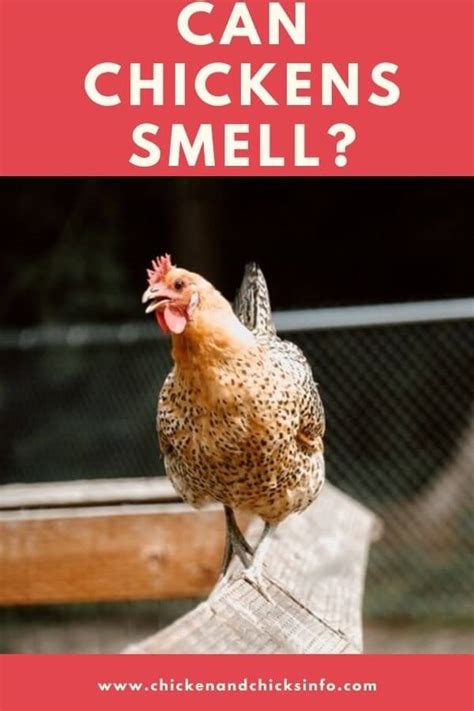 Can chickens smell predators?