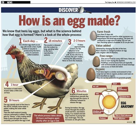 Can chickens tell which eggs are theirs?