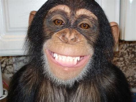 Can chimps smile and laugh?