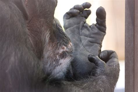 Can chimps use their feet like hands?
