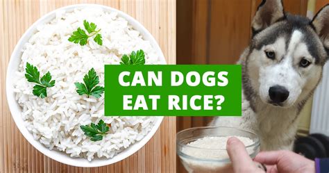 Can chow chow puppy eat rice?