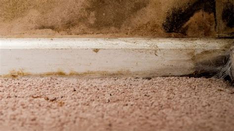 Can cleaning carpets cause mold?