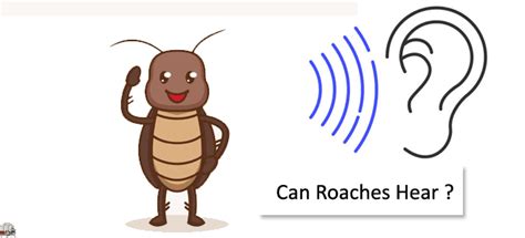 Can cockroaches hear?