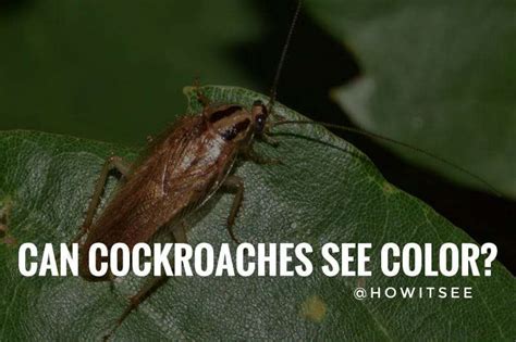 Can cockroaches see you?