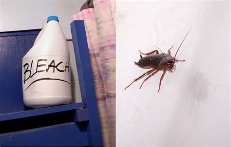 Can cockroaches smell bleach?