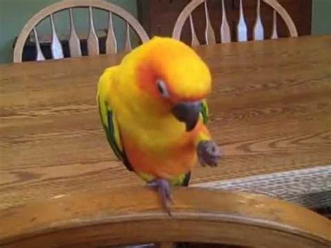 Can conures laugh?