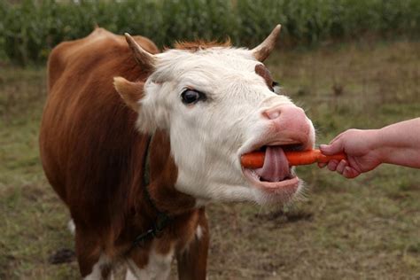 Can cows eat carrots?