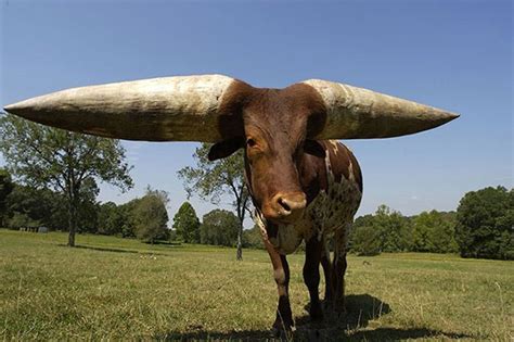 Can cows have horns?