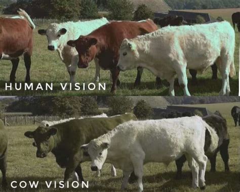 Can cows see like humans?