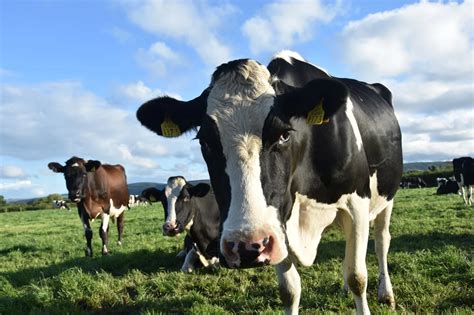 Can cows smell far away?