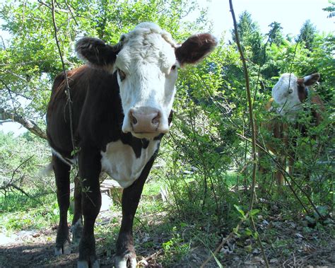 Can cows smell fear?