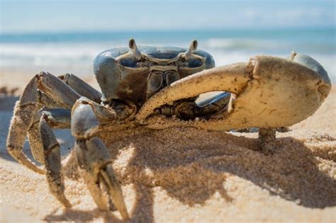 Can crab legs grow back?