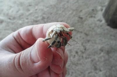 Can crab make you sick?