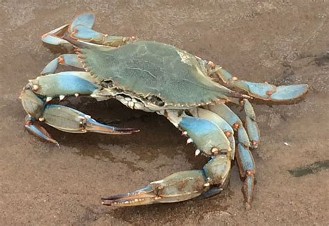 Can crabs be gray?