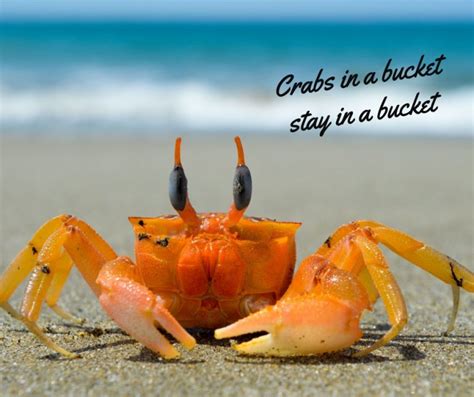 Can crabs crawl out of a bucket?