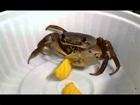 Can crabs eat chips?