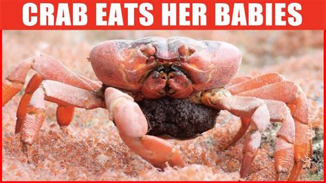 Can crabs fall in love?