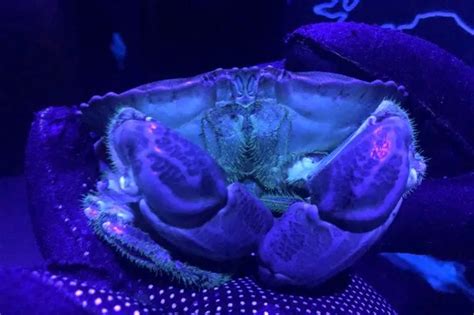 Can crabs glow?