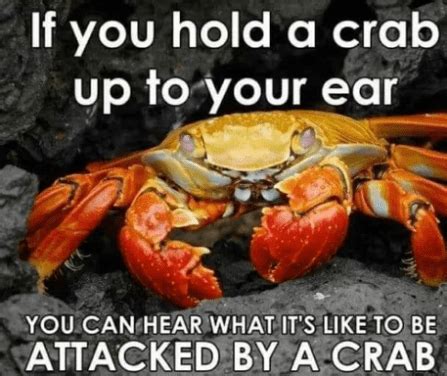Can crabs hear you talking?