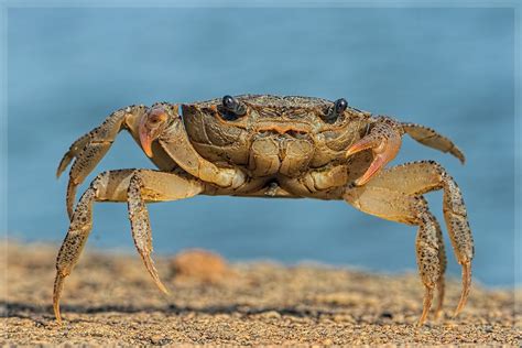 Can crabs live in a river?