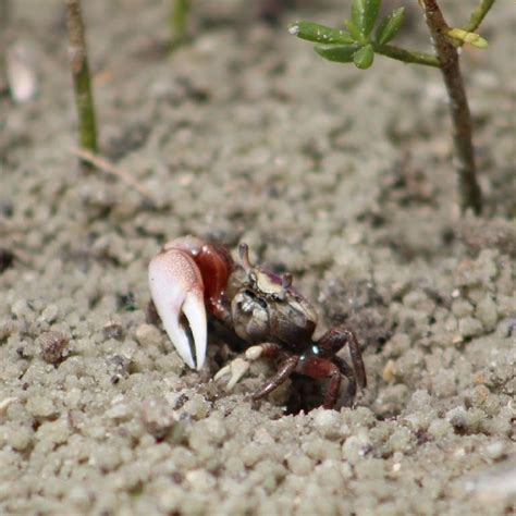 Can crabs live in dirt?