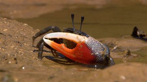 Can crabs live in tap water?