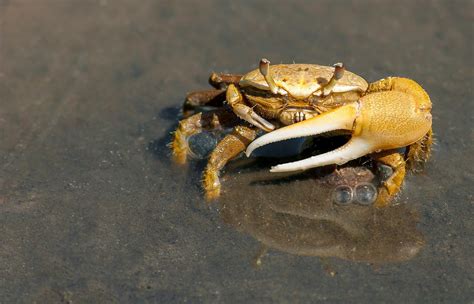 Can crabs live with guppies?