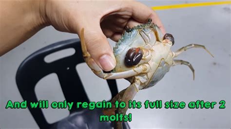 Can crabs regrow claws?