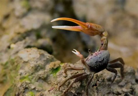 Can crabs regrow their legs?