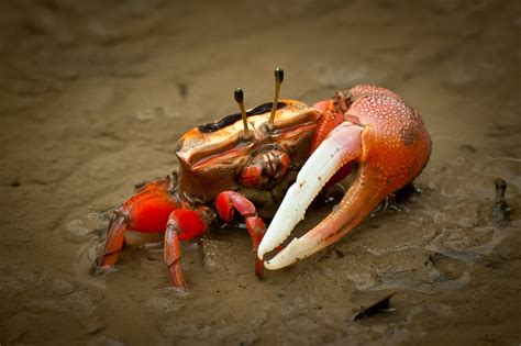 Can crabs see all light?
