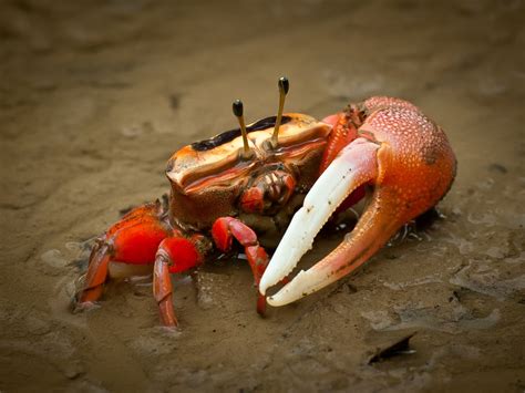 Can crabs see color?