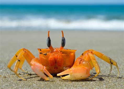 Can crabs see you?