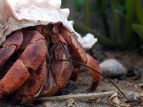 Can crabs smell fear?
