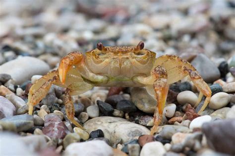 Can crabs survive in freshwater?