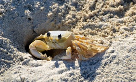 Can crabs survive in sand?