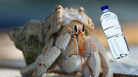 Can crabs survive without salt water?