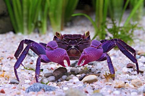 Can crabs understand affection?