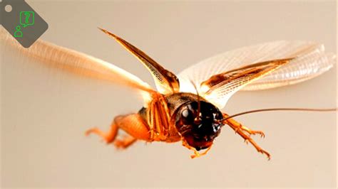 Can cricket insects fly?