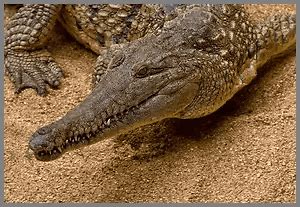 Can crocodiles hear humans?