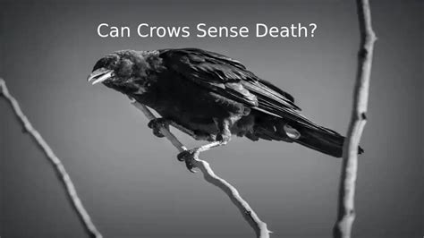 Can crows sense fear?