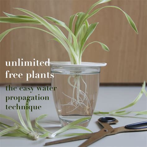 Can cuttings root in water?