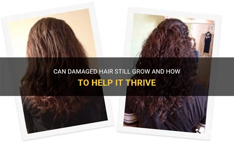 Can damaged hair still grow?